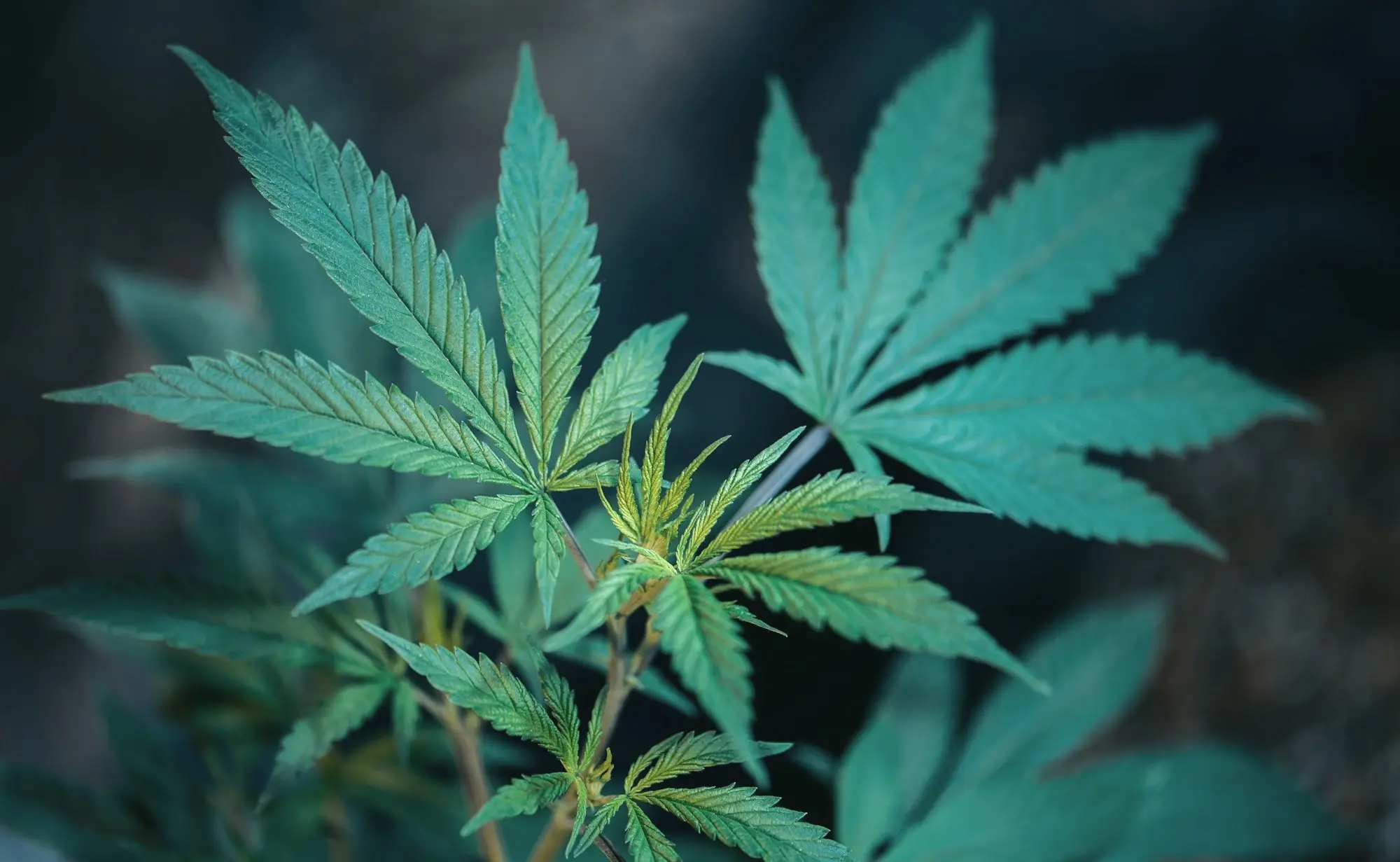 Close-up of cannabis leaves